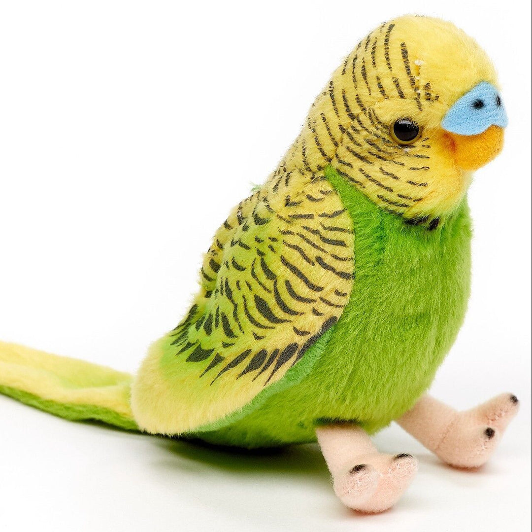 Green Budgie