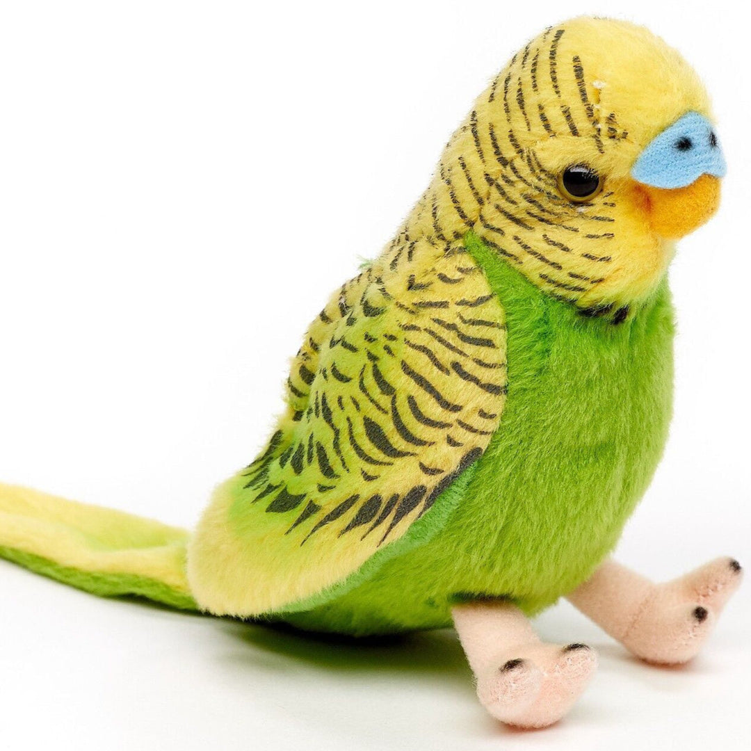 Green Budgie