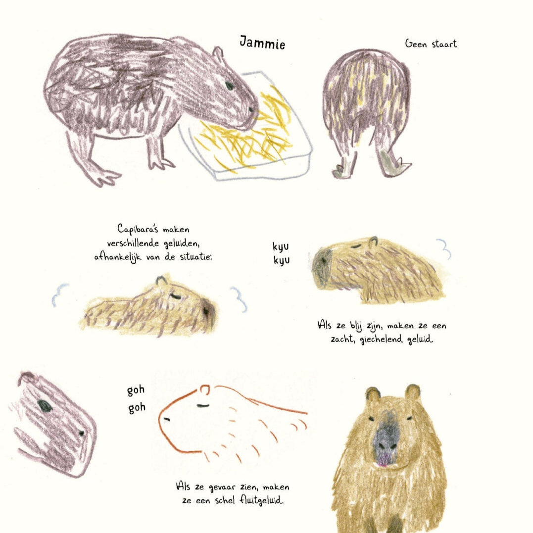 Zo teken je (bijna) elk dier