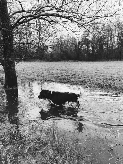 Regenachtige dagen