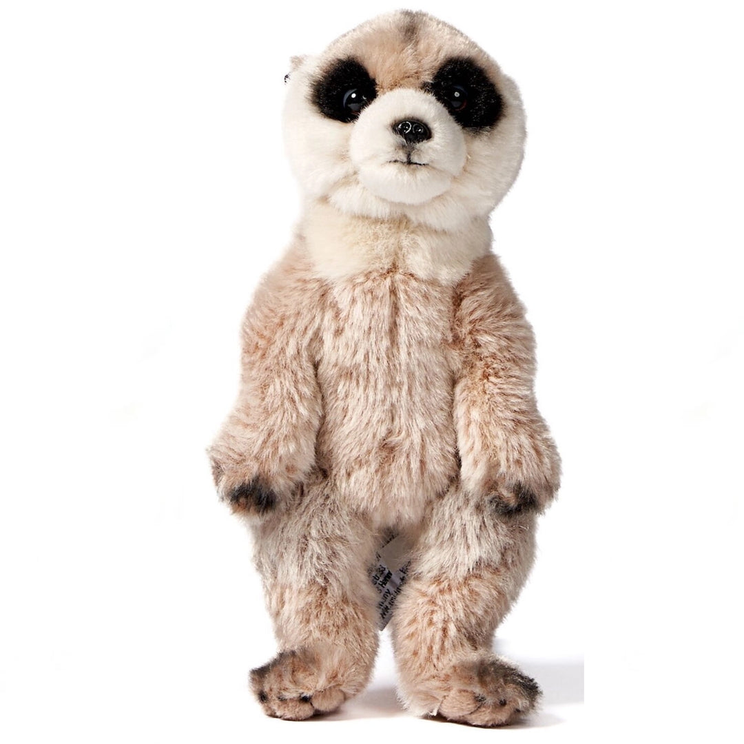 Meerkat