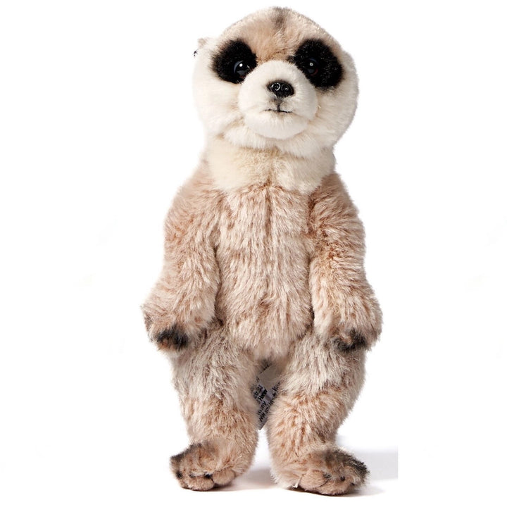 Meerkat