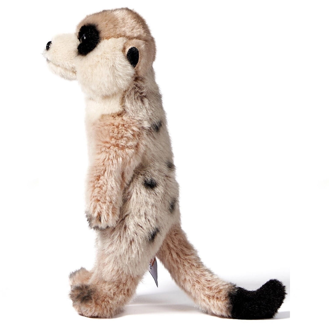 Meerkat