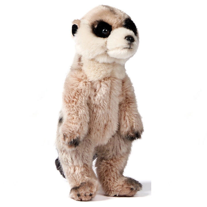 Meerkat