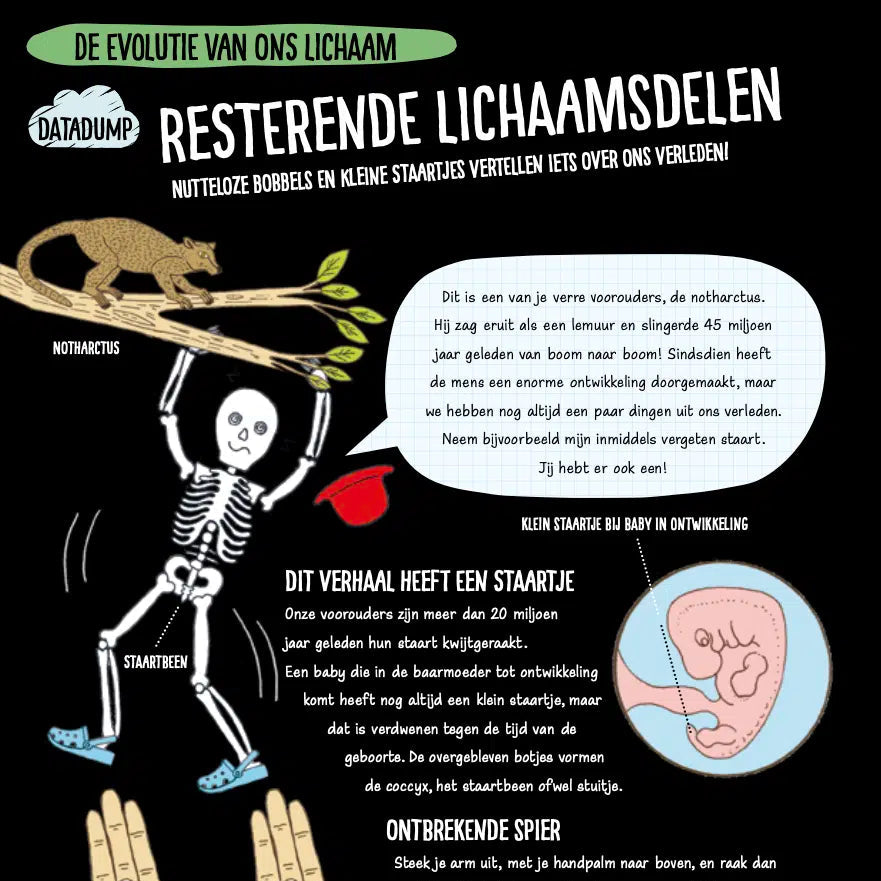 Leeuwenlessen