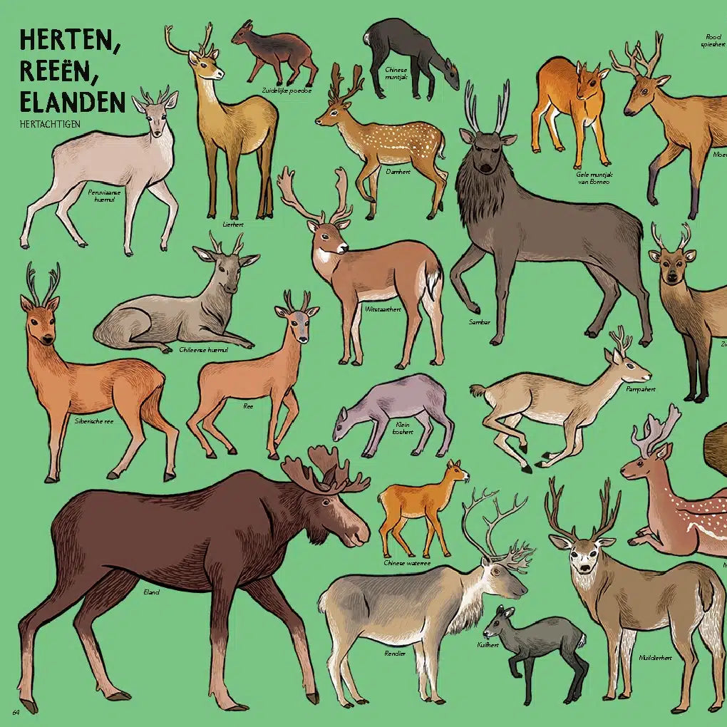 Zoveel dieren!