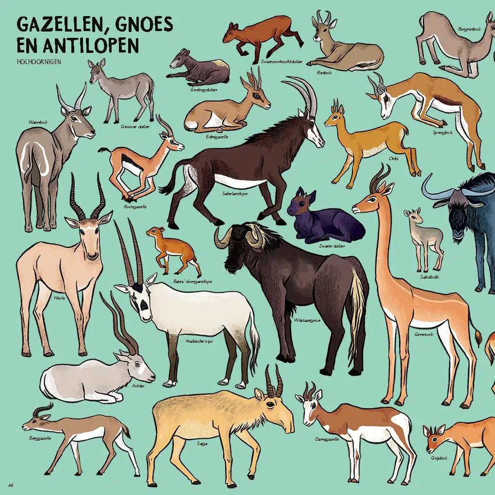 Zoveel dieren!