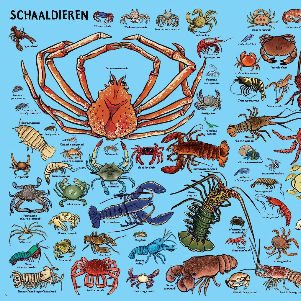 Zoveel dieren!
